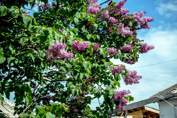 istock spring branches of fragrant tender blooming lilac 1408561050