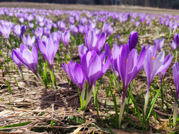 blühende lila teppiche von krokussen im frühling auf dem berg kopaonik in serbien - snow crocus flower spring stock-fotos und bilder