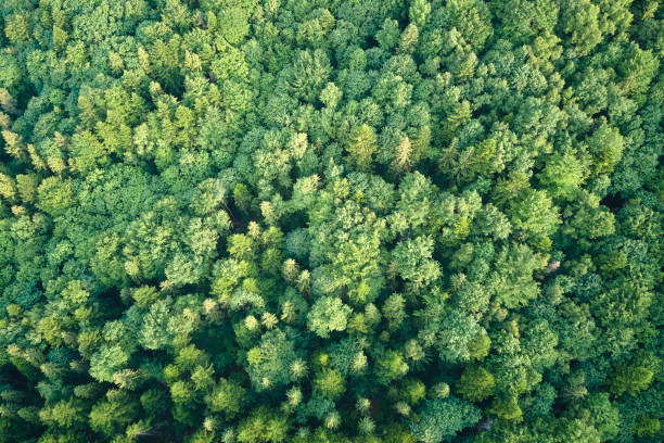 vue aérienne plate de haut en bas d’une forêt luxuriante sombre avec des auvents d’arbres verts en été - forest aerial view taiga treetop photos et images de collection