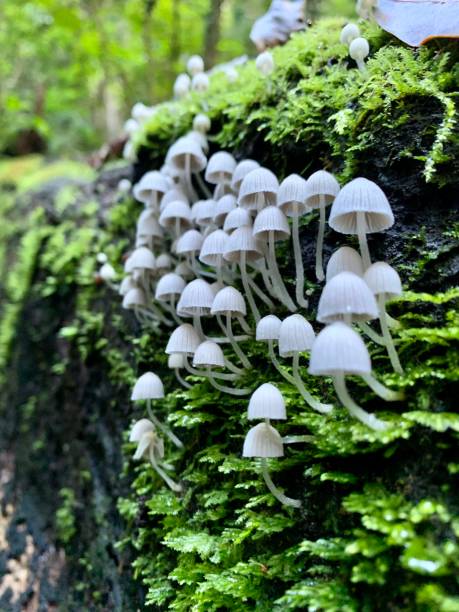 Sweet forest mushrooms Small white mushrooms growing in Mouse australian forest stock pictures, royalty-free photos & images