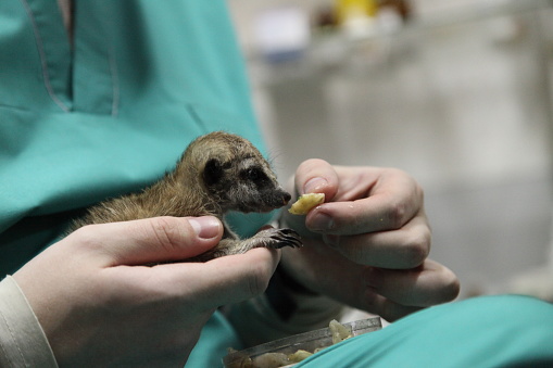 A veterinarian feeds a baby meerkat, which the mother refused. Close-up of manual feeding. High quality photo