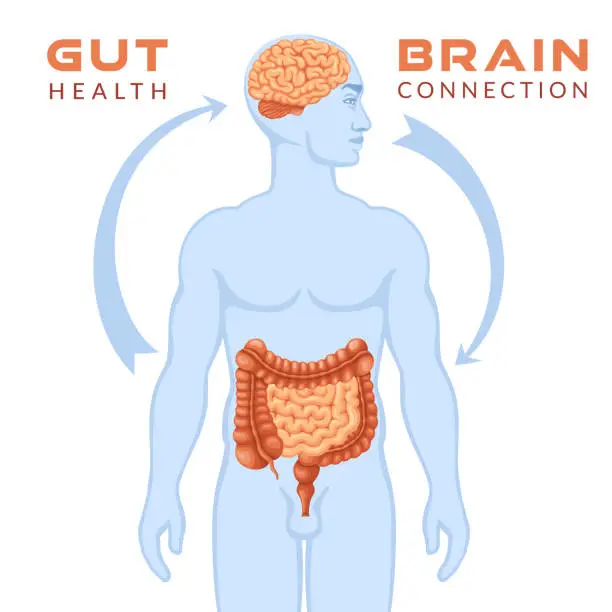 Vector illustration of Gut brain connection.
