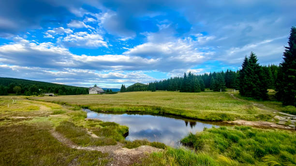 Mountain stream in the flowering meadow in the hamlet Jizerka, Jizera Mountains, Czech Republic