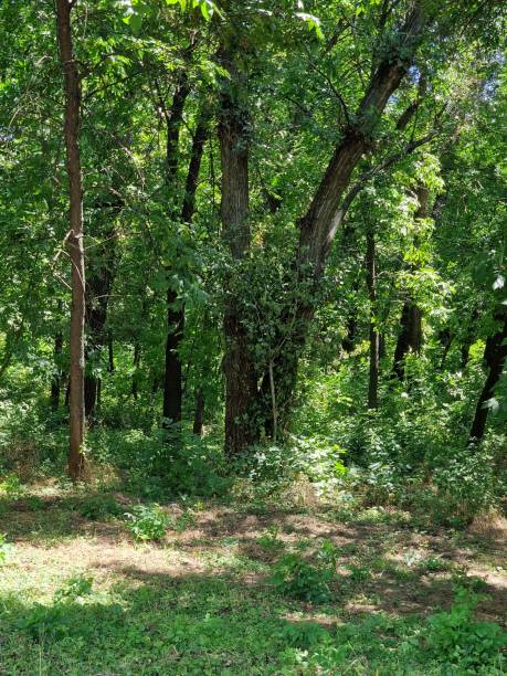 istock trees grow in a recreation park in Ukraine 1408571482