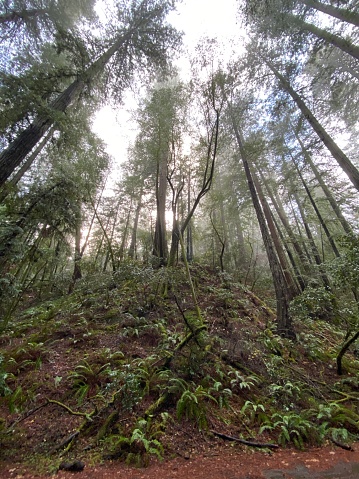 Redwood grove