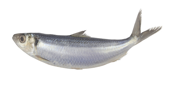 Fresh raw herring fish isolated on white background