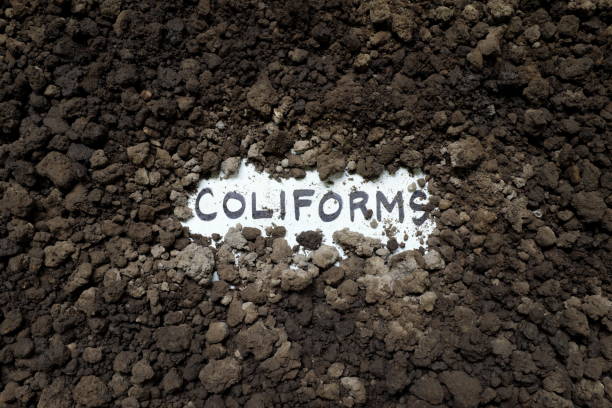 콜리폼 개념. 토양에있는 종이에 쓰여진 단어. - fecal coliform bacteria 뉴스 사진 이미지