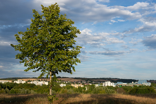 Tree with the city of Trier in the distance, landscape in Germany in the summer