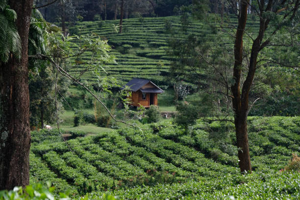 Java Timber Plantation 550+ Java Hut Stock Photos, Pictures & Royalty-Free Images - iStock