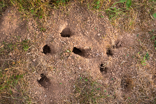 Many small mice holes in the ground, animal habitat in the grassland, rodent den