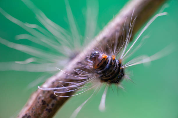 istock Macro photo of caterpillars on a tree branch 1408574816