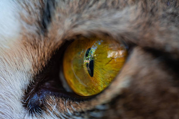 istock Cat's eye macro photo 1408574928