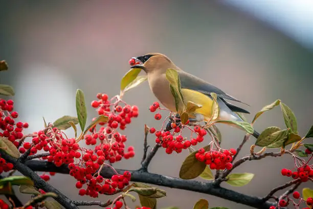 Cedar Waxwing perched in a berry tree in Jerome Arizona