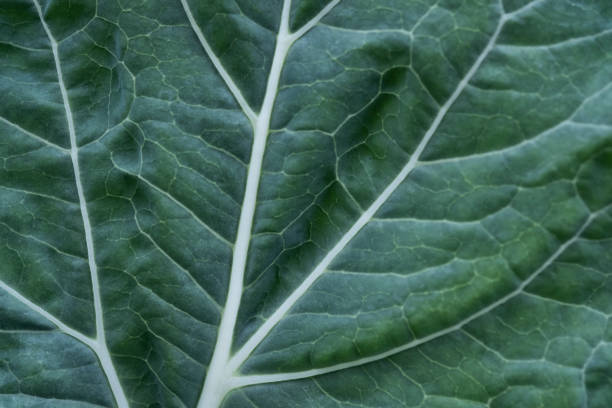 istock Organically Grown Cauliflower Leaf in Vegetable Garden, Macro Closeup 1408576886