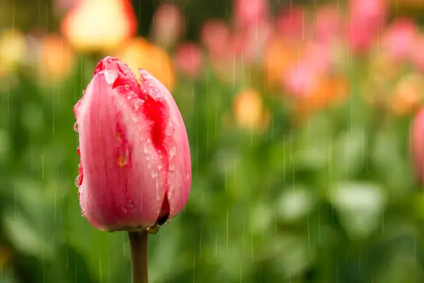 Photo of Tulip flowers in the rain in the summer garden. selective focus.