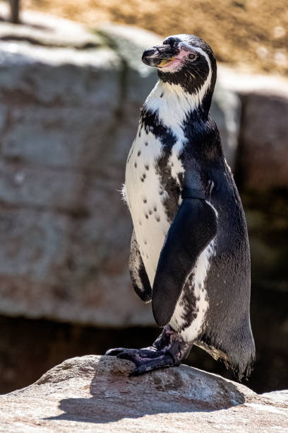 istock Humboldt penguin (Spheniscus humboldti) is a medium-sized penguin from South America 1408579312