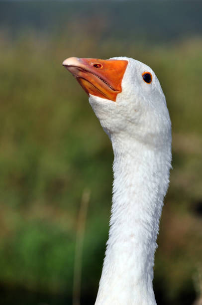 istock A small flock of domestic geese 1408580389