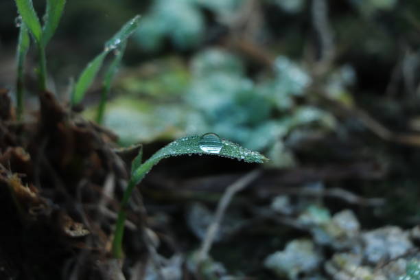 saison des pluies, goutte d’eau sur le feuillage vert luxuriant dans la forêt tropicale, fond de la nature, processus aux tons sombres - tropical rain forest flash photos et images de collection