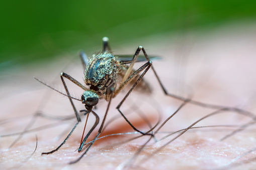 Mosquito on a green leaf during the night hours in Houston, TX. They are most prolific during the warmer months and can carry the West Nile virus.