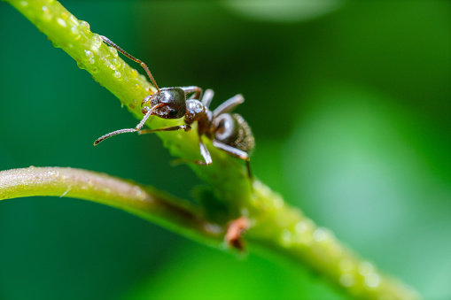 Extreme close-up shot of the ant on the plant stem