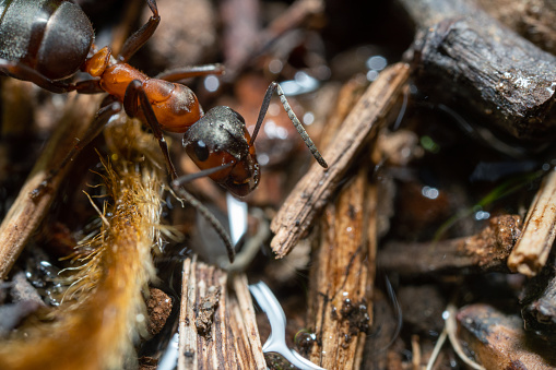 Extreme close-up shot of the black ant at an anthill