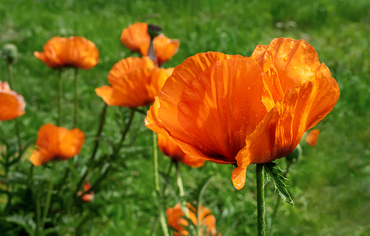 Scarlet poppies in a flower bed. Close-up. Bright summer flowers on a green natural background in sunlight. The beauty of nature is in the details.