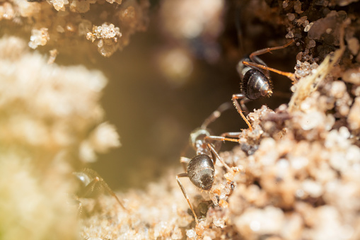 Extreme close-up shot of the entrance to an anthill and a group of black ants