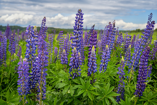 Cleome spinosa flower field blooms brilliantly in eco-tourism area. Flowers are used to decorate corridors, garden spaces and create fresh air for the environment