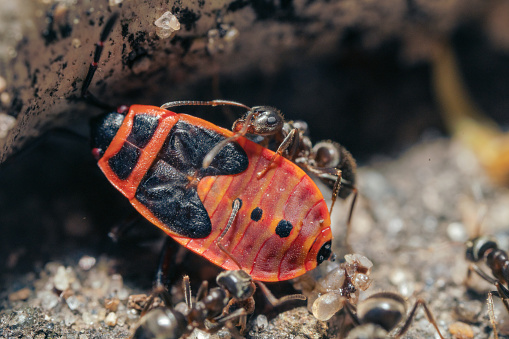 An extremely close-up of black ants pulling they prey - beetle into an anthill