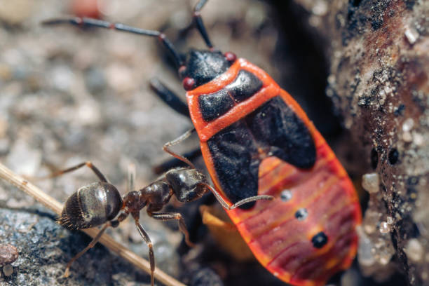 istock An extremely close-up of black ant pulling his prey - beetle into an anthill 1408586280