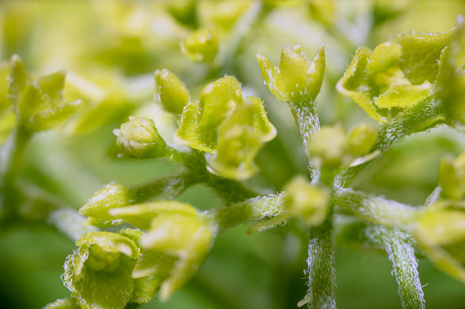 Macro shot of the small green flowers on the bush branch, abstract nature background