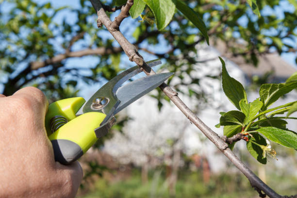 istock Male farmer with pruner shears the branches of plum tree 1408586841