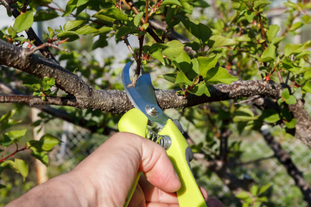 istock Male farmer with pruner shears branches of apricot tree. 1408587461