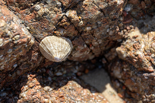 Limpets. An aquatric sea snails stuck to a rock on the UK coastline at low tide.