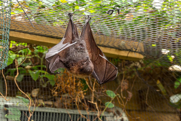 160+ Giant Fruit Bat Stock Photos, Pictures & Royalty-Free Images - iStock