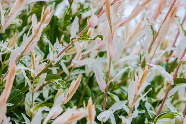 Branches of a bush with pale red-light leaves. The leaves of a hakuro sishiki willow shrub in green white and pale pink color