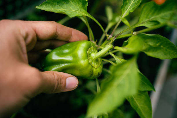 istock Hand picking a green pepper grown on a raised bed on a terrace garden. 1408593240