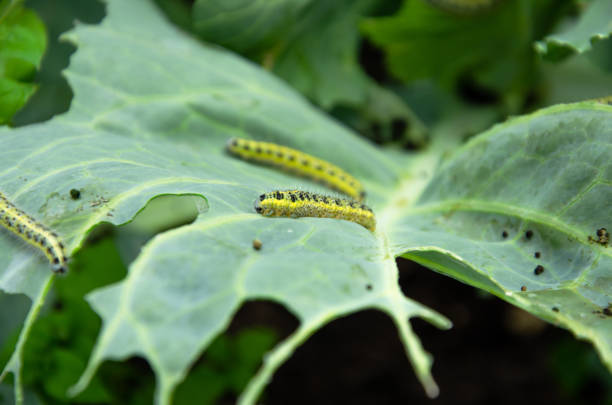 istock caterpillars on a cabbage leaf. in the garden eaten cabbage by caterpillars 1408594028