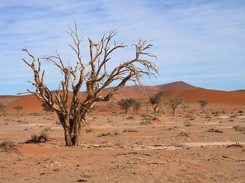 dead acacia tree in Sossusvlei, Namib-Naukluft National Park, Namibia