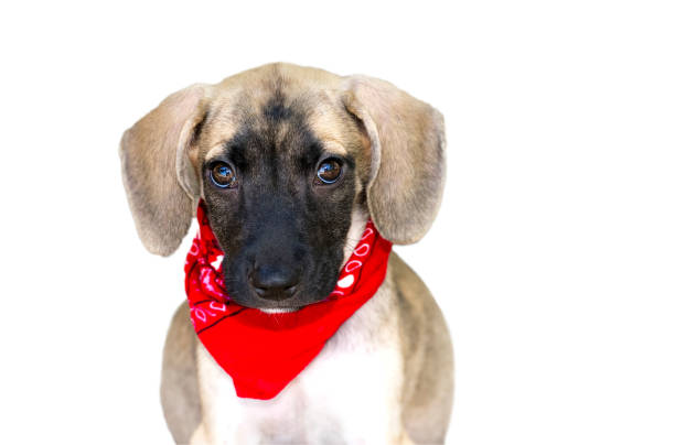 istock Dog Shy Guilty Looking Face Adopt Isolated White Background 1408595763