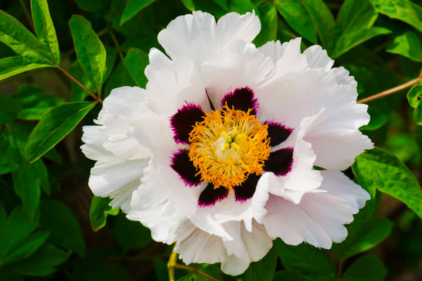 istock Blooming white  tree peony close-up. Floral background. 1408596122