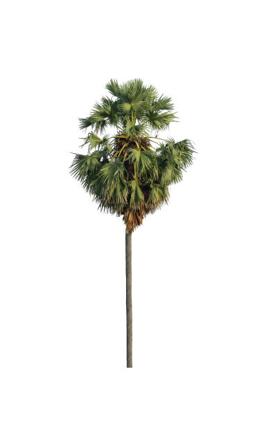 istock sugar palm that are isolated on a white background 1408596567