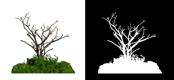 Bush and dead tree isolated on white background with clipping path and alpha channel