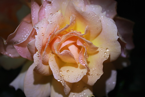 Blooming rose with a white-golden fluffy bud in full bloom. Bright floral landscape with fresh blooming rose. ROSE DROPS OF WATER