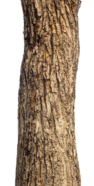 tronco de un árbol aislado sobre fondo blanco - tronco fotografías e imágenes de stock