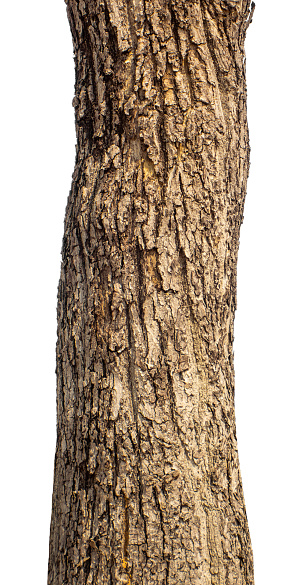 Trunk of a Tree Isolated On White Background
