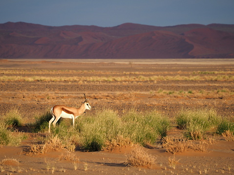 in Sossusvlei, Namib-Naukluft National Park, Namibia