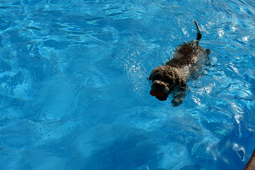 A Lagotto Romagnolo dog in a swimming pool