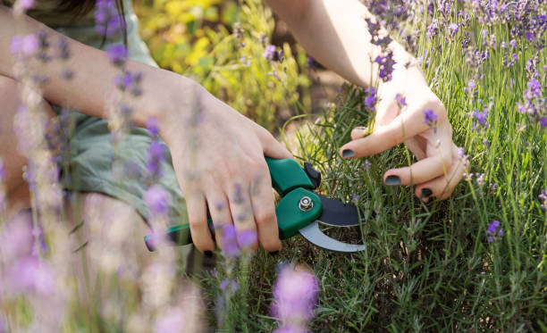 giovane donna che taglia mazzi di lavanda - sweet potato foto e immagini stock