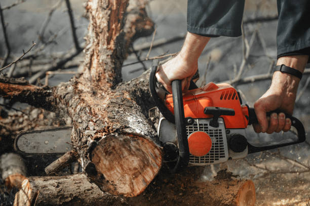 istock A man with a chainsaw in his hands saws old trees, sawdust fly to the sides 1408600615